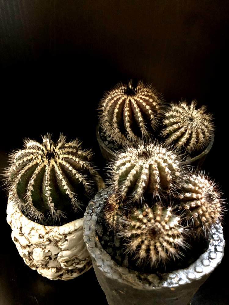 バルコニー/ベランダの画像 by good_guyさん | バルコニー/ベランダとUebelmannia.pectiniferaと多肉植物とEuphorbiaとcactusとオトンナ属とtylecodonとサルコカウロン属とフィランサス ミラビリスとユーベルマニア ペクチニフェラとCerariaとCaudexと多肉女子と塊根植物と珍奇植物とPachypodiumとaloeとagaveとOperculicaryaとGREEN UP!とCopiapoaと亀甲竜。