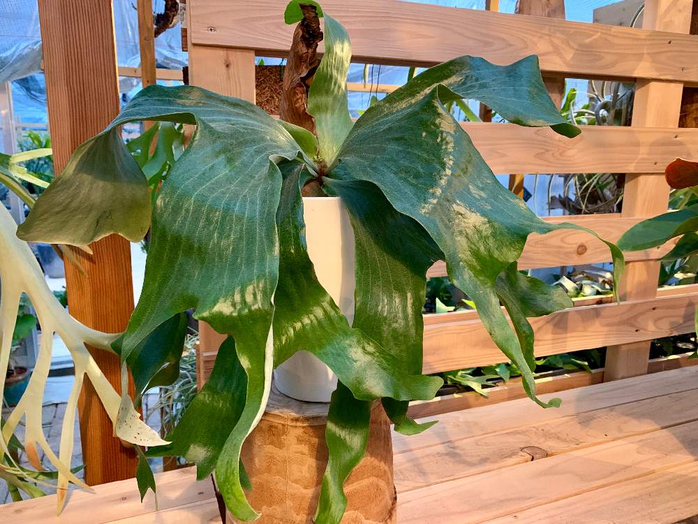 インテリアの画像 by Flower Villageさん | インテリアと着生植物と コウモリラン と観葉植物とボタニカルライフとビカクシダ・リドレイとアートと ビカクシダと鷺沼とベランダガーデンと植中毒とフラワービレッジとプラティケリウムと観葉植物のある暮らしと神奈川県とflowervillageと川崎市内とビカクシダ属とビカクシダ・ステマリアと葉っぱアートとインテリアグリーン