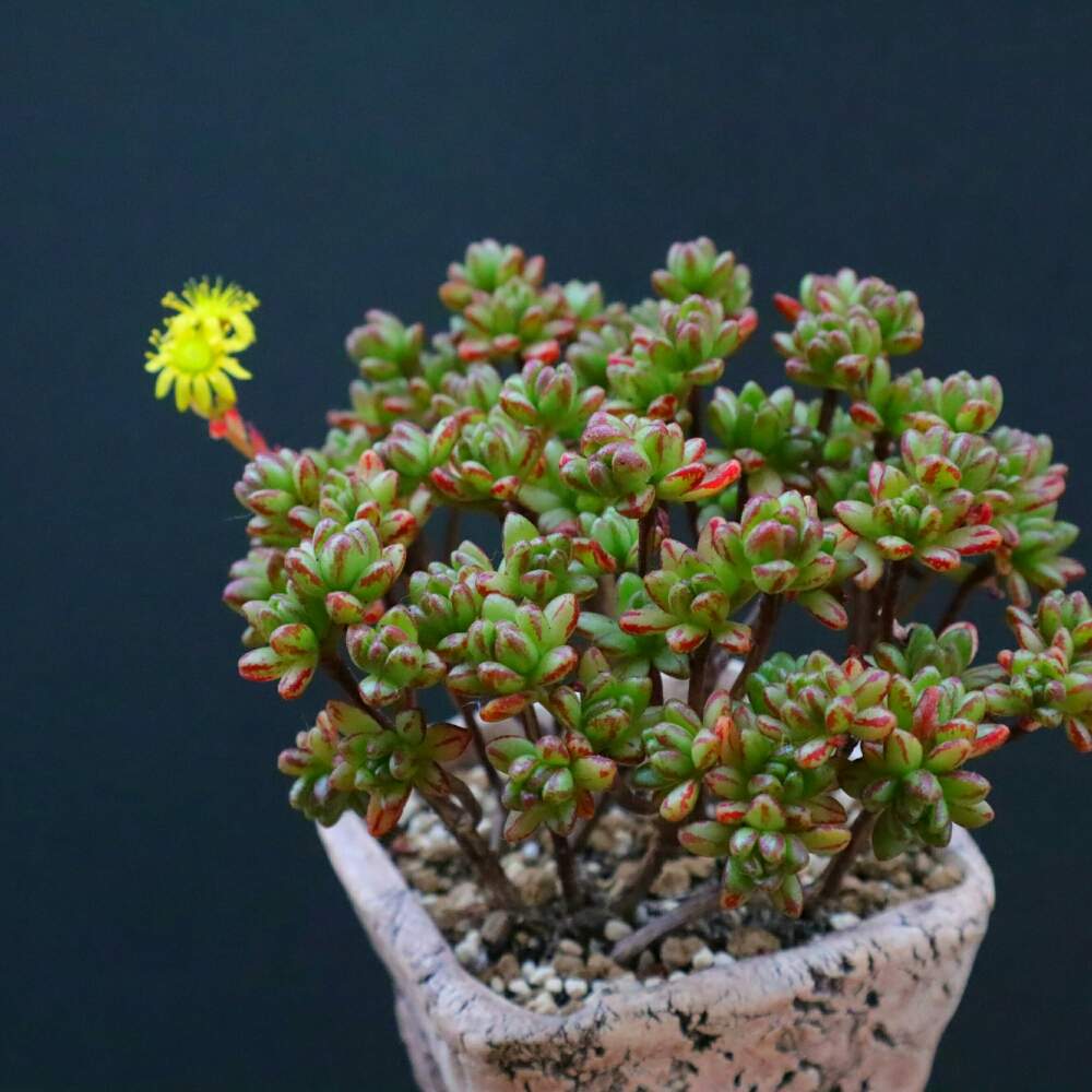 バルコニー/ベランダの画像 by jade_alstoniiさん | バルコニー/ベランダと多肉植物とコビトマツリと小人の祭り1と多肉植物アエオニウムと小人の祭♪とアエオニウム属とガーデニングと花のある暮らしと小人の祭 アエオニウム属とGREEN UP!と多肉植物のある暮しとこびとの祭りと小人の祭り*