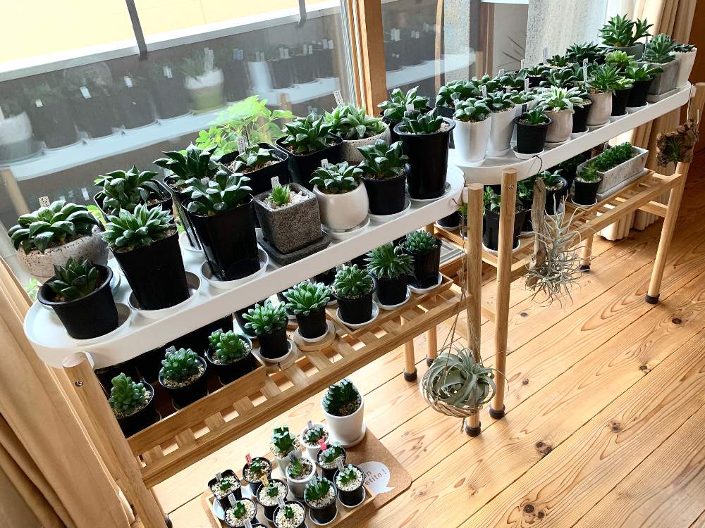窓辺の画像 by GREENROSEさん | 窓辺と多肉植物と観葉植物とオブツーサ。とグリーン!グリーン!グリーン!とハオルチア属とGS映えと植物とGS日和と植中毒とタニラーとリビングと花のある暮らしとかわいいな♡とうっとりとGREEN UP!と多肉初心者とインテリアグリーン