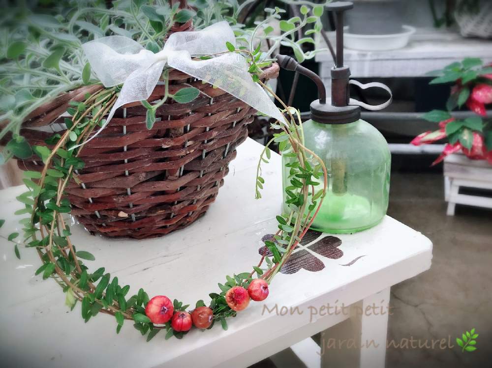 バルコニー/ベランダの画像 by ✿ natu. ✿さん | バルコニー/ベランダとmy garden♬と優しい香りと感謝の気持ち♬と幸せ❣️とありがとう❣️と(*˘⌣˘*)✿ฺ。こんにちは!と癒しの場所と休日のひと時と花のある暮らしとひとりごととkeep smiling❣️と元気♬とnatural ♬と癒し時間♬