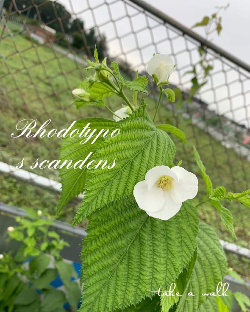 お出かけ先の画像 by kane flowerさん | お出かけ先とシロヤマブキとお散歩とわんこと一緒と白山吹の花と曇り空と今日のお散歩