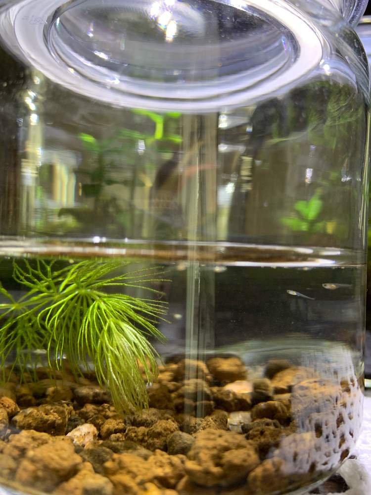 部屋の画像 by mikaさん | 部屋とマツモと水草水槽とボトルアクアリウムと水草と魚の共存と観葉植物のある暮らしと水草とアクアリウムとインテリアグリーンと水草と小さな命のある暮らしとメダカ