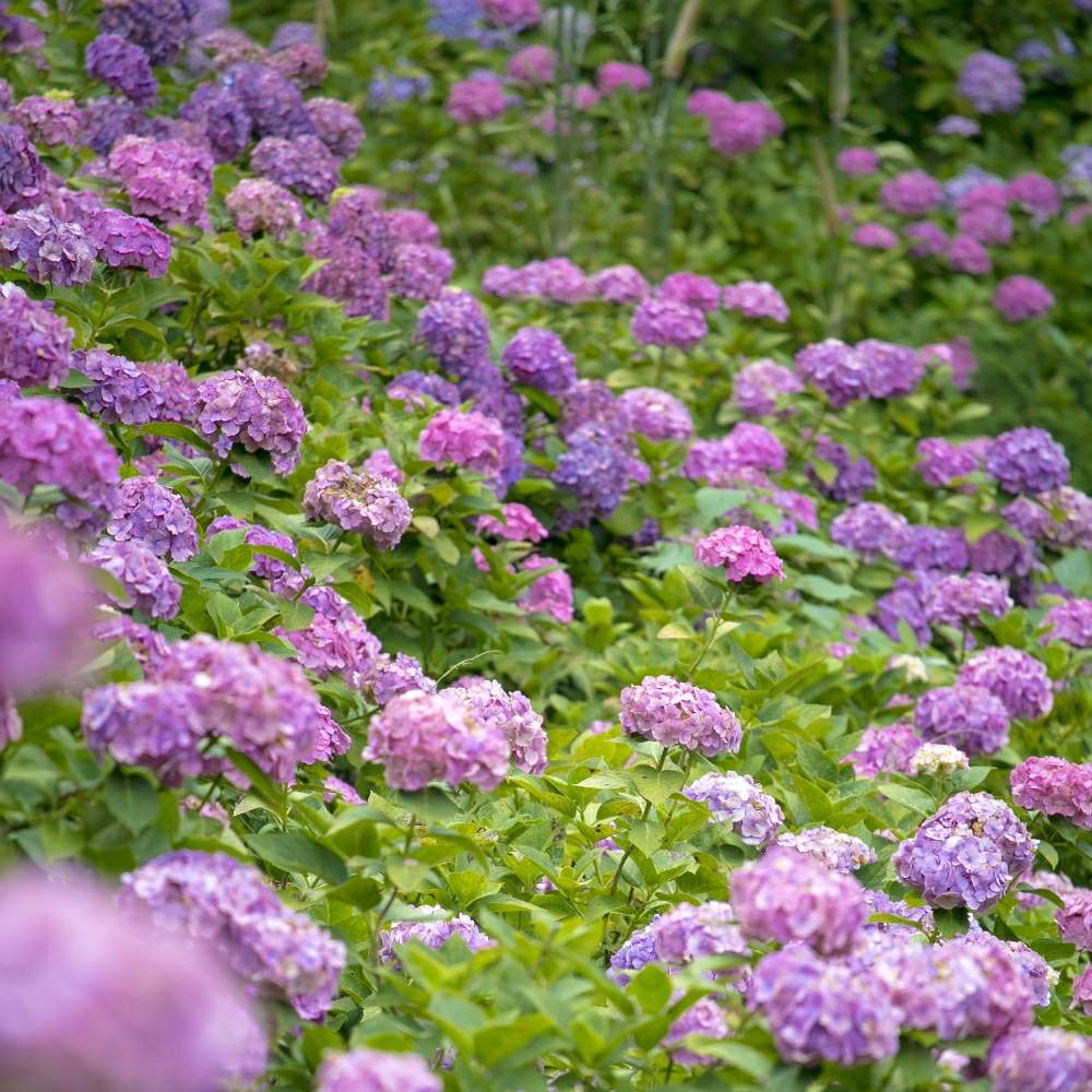 お出かけ先の画像 by ルミエールさん | お出かけ先とアジサイと紫陽花と写真が好きな人と繋がりたいとファインダー越しの私の世界と千葉県と服部農園あじさい屋敷とルミエールの世界と梅雨に負けないとGS映えとGS日和ときれいと梅雨と紫陽花 アジサイ あじさいと美しいと癒されるとお花畑 とアジサイ 紫陽花とGreenSnapmarcheと花のある暮らしとパステルカラーとかわいいな♡とGREEN UP!