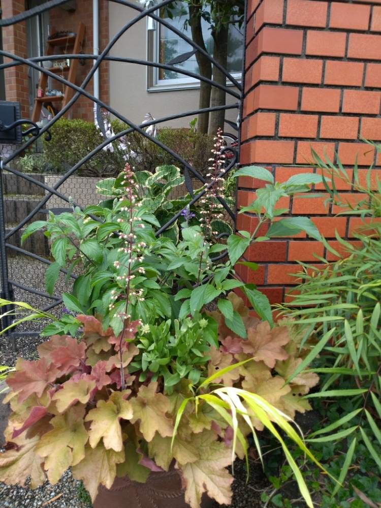 玄関の画像 by あすかルビーさん | 玄関と寄せ植えとあめあがりとGreenSnapmarcheと花のある暮らしと庭仕事日和