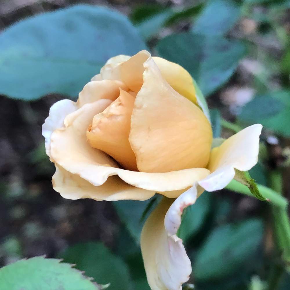 小さな庭の画像 by オグさん | 小さな庭とばら バラ 薔薇とハニーディジョンと植中毒と薔薇が好き❤と花のある暮らしと2番花とかわいいな♡