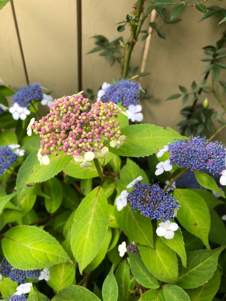 の画像 by サトママさん | 紫陽花の花とガーデンカフェとアンティークと私の庭と花のある暮らし