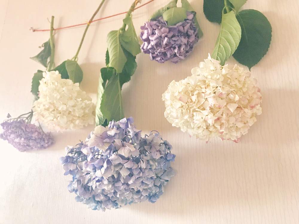 部屋の画像 by じゅん♪さん | 部屋と紫陽花とドライフラワーと花のある暮らしと花さんぽ