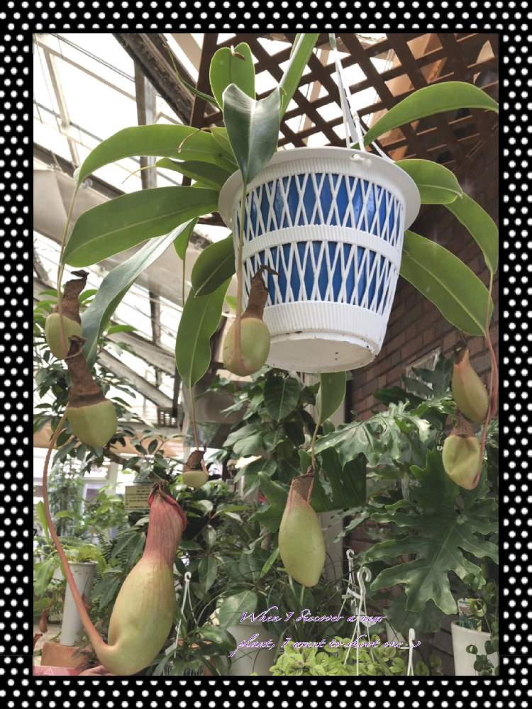 お出かけ先の画像 by オリーブママちゃんさん | お出かけ先と食虫植物とオリーブママちゃんの観察日記と日常生活は楽しいわ♡と梅雨のはれ間とほっこり♡とGS映えと雨にも負けずと食虫植物・ウツボカズラと多肉温室と花のある暮らしとGS皆様ありがとうと夏でも元気な花フォトコンと楽しい時間
