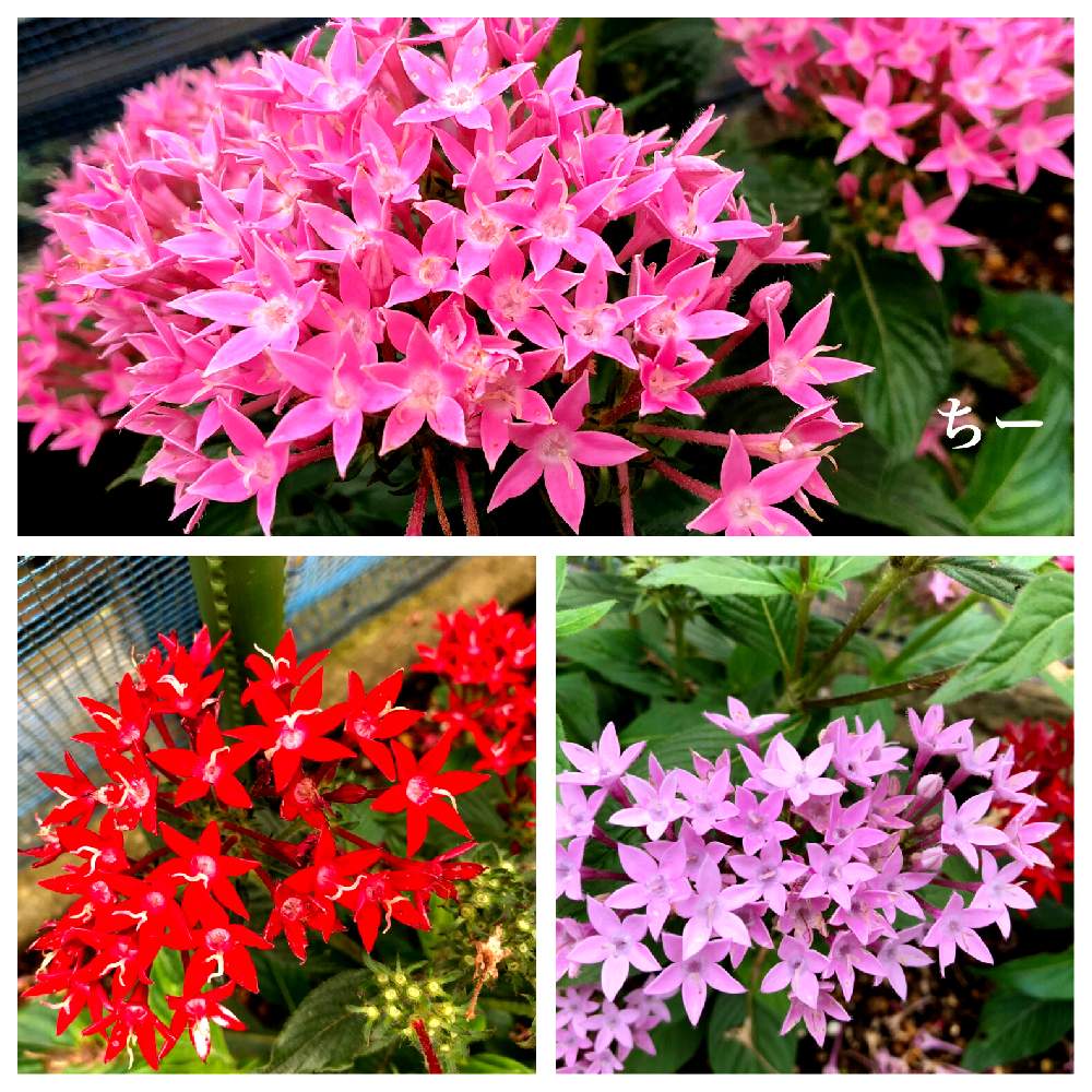 の画像 by ちーさん | 花のある暮らしとペンタスの花とガーディニングと夏でも元気な花フォトコン