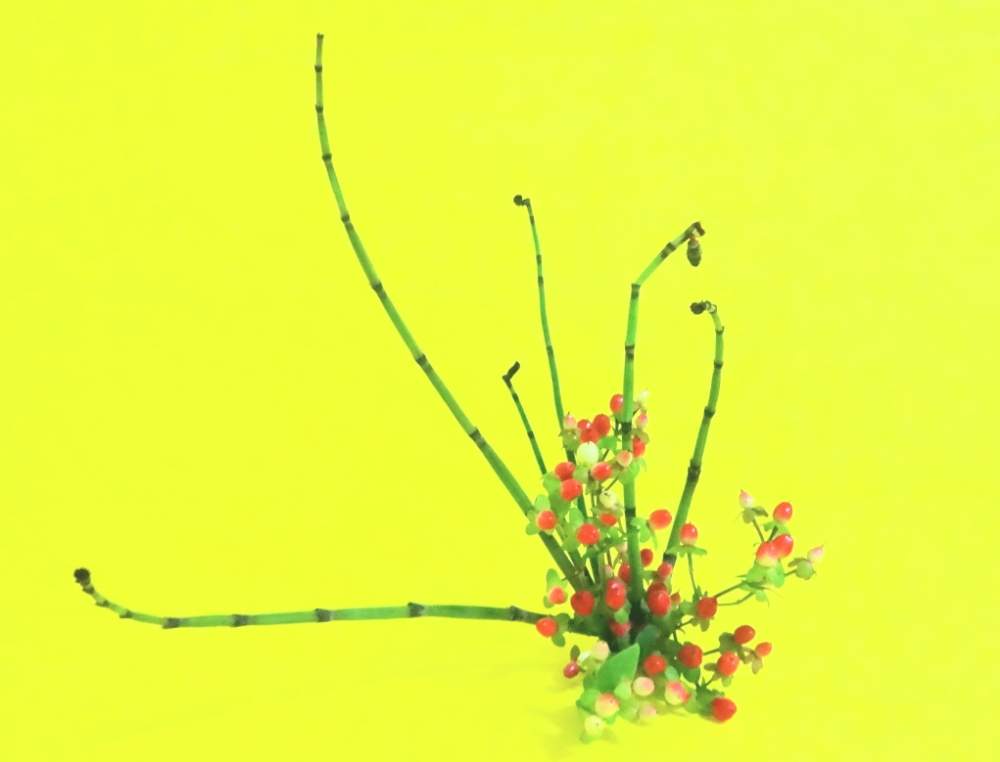部屋の画像 by 野ニンさん | 部屋と令和最初の植物と出版とGS映えと花のある暮らしとGREEN UP!