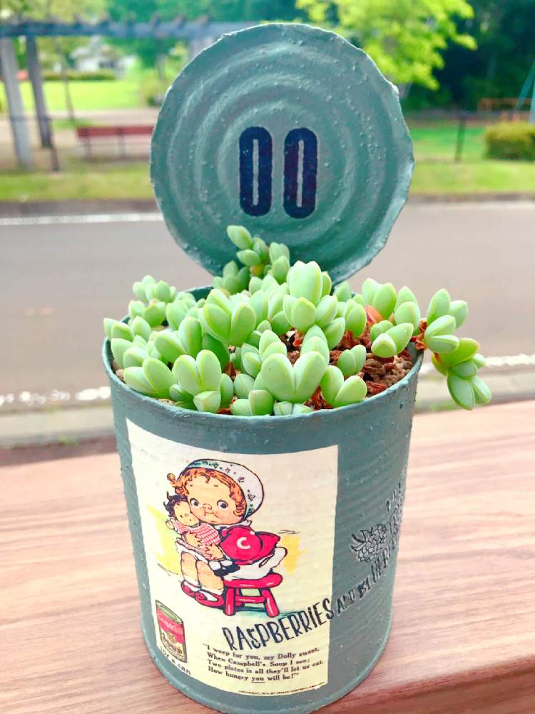 テラスの画像 by Graco(*'͜' )⋆*さん | テラスとまずはココから❤とトトの日。と夏の多肉ちゃん。と群生大好き♡♡と梅雨の多肉ちゃん。と我が家のかわい子ちゃん♥️と多肉LIFEの幸せ❤と多肉増やしたいとたにおたくらぶ