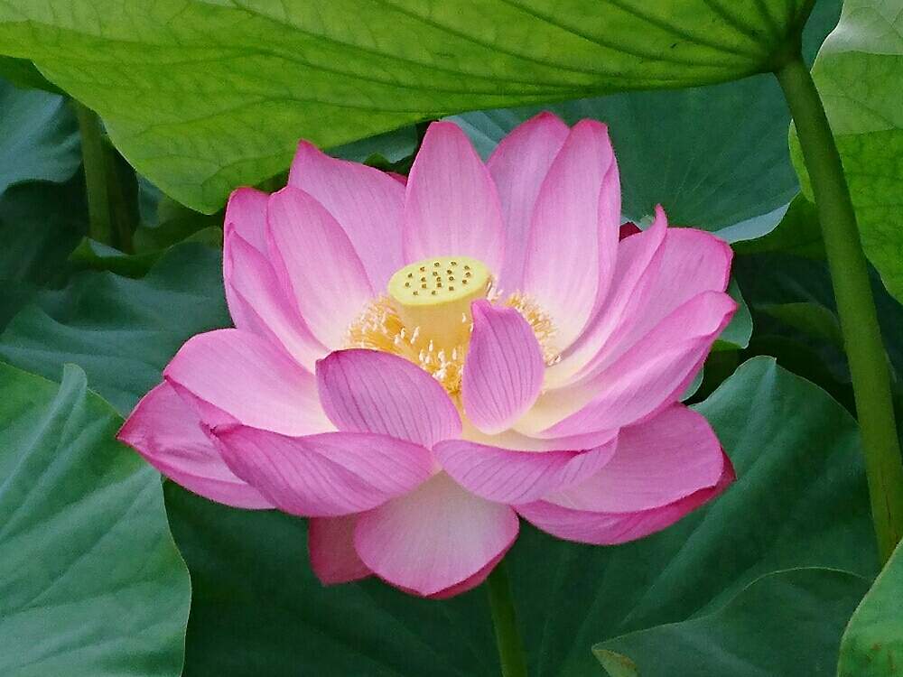 お出かけ先の画像 by misaoiさん | お出かけ先と花のある暮らし