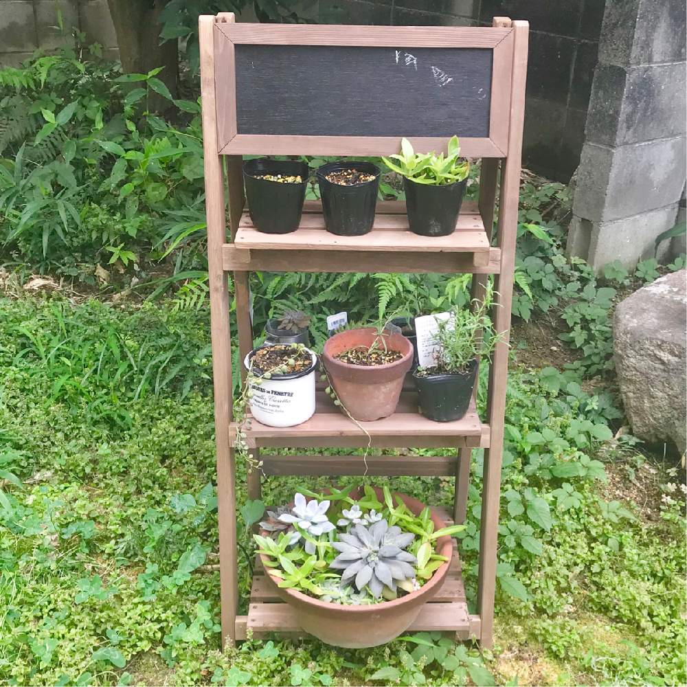 小さな庭の画像 by しほっぺさん | 小さな庭とセダム属と多肉植物と初心者ですとハーブはーぶと多肉大好きと寄せ植えと初心者とGS映えと挿し木と多肉植物のある暮らしとラベンダー☆とエケベリア属と多肉女子と多肉 グリーンネックレスとグリーンネックレス☆と薄氷 姫朧月 と多肉棚とニトリとタニク初心者