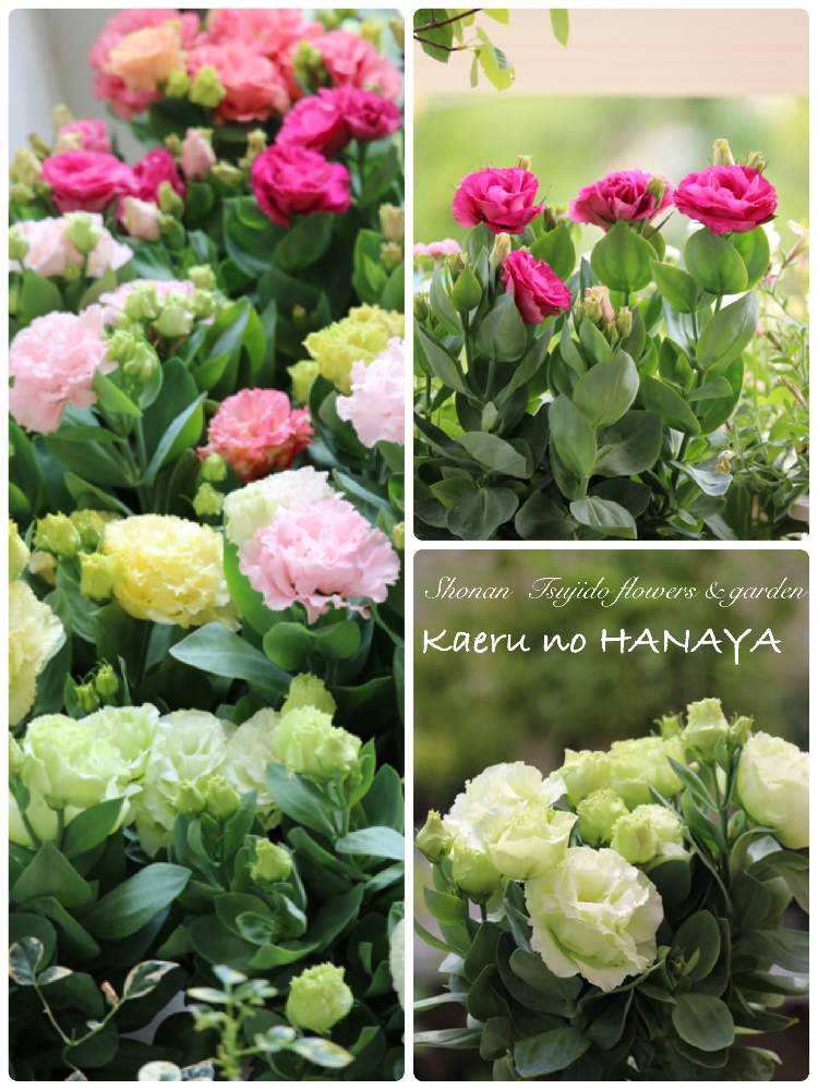 の画像 by Kaeru no HANAYAさん | 八重咲きトルコキキョウと寄せ植え教室とカエルのはなやとマルシェとギャザリング教室と寄せ植えとギャザリング寄せ植えと恵比寿ガーデンプレイスとギャザリングとGreenSnapmarcheと花のある暮らし