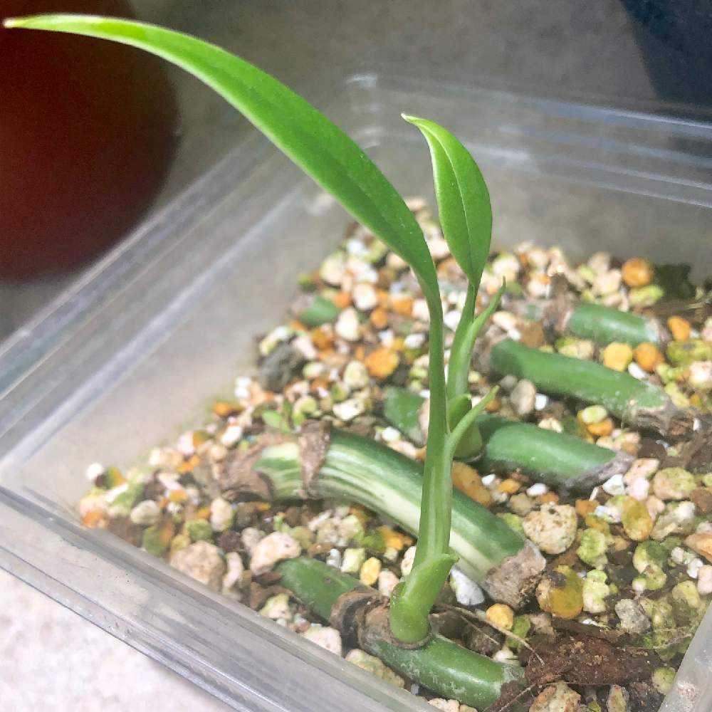 の画像 by もあさん | モンステラと斑入りモンステラと茎伏せとみどりのある暮らしと観葉植物と植物のある暮らしと植中毒と南国の植物と❤️いいね、ありがとうとサトイモ 科と成長記録と可愛いと斑入り。と新芽