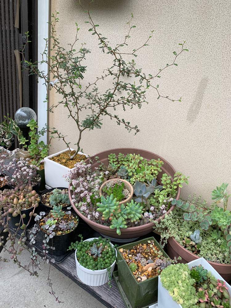 お出かけ先の画像 by を( ¯ᒡ̱¯ )さん | お出かけ先と多肉植物とふわふわと今日のお花と もこもこと多肉女子とソフォラミクロフィラと花のある暮らしと多肉寄せ植え