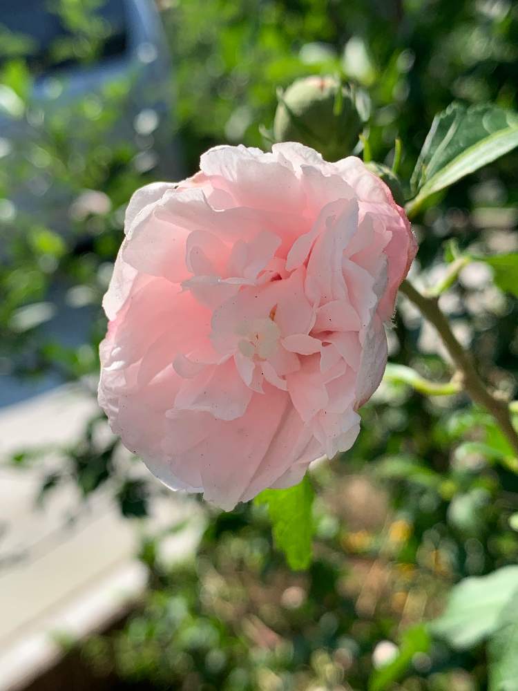 お出かけ先の画像 by フェアリーフーカさん | お出かけ先と八重咲きムクゲと花のある暮らしと可愛い花と梅雨の合間