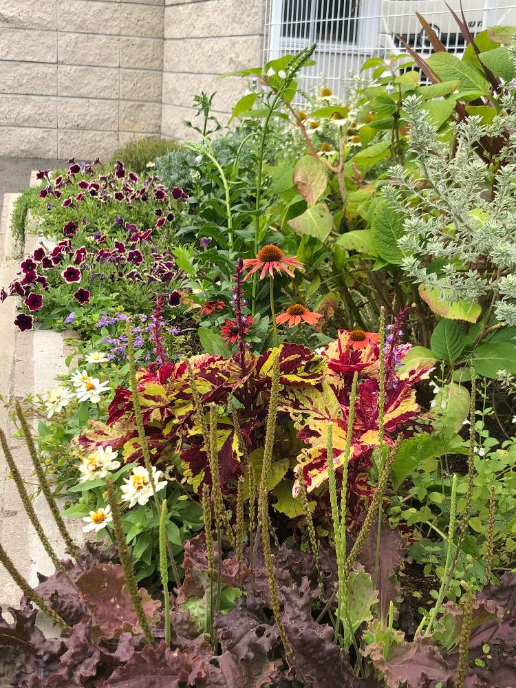 の画像 by 花温♪さん | 植物のある暮らしとボタニカルライフと花壇と花壇の記録用と和むと工場からの風景と花のある暮らしとエキナセア❁とコリウス♪とプランタゴパープルパーバージョン