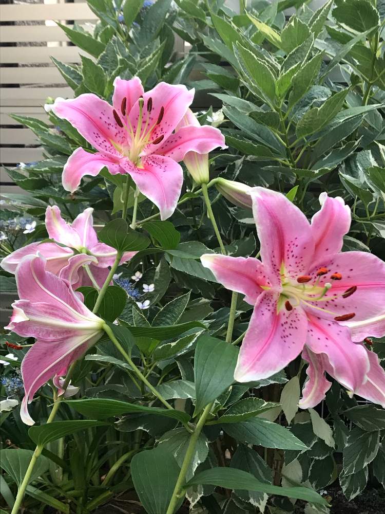 小さな庭の画像 by ブラックベリーさん | 小さな庭とオリエンタルユリと球根植物と夏の花とシェードガーデンと花のある暮らし
