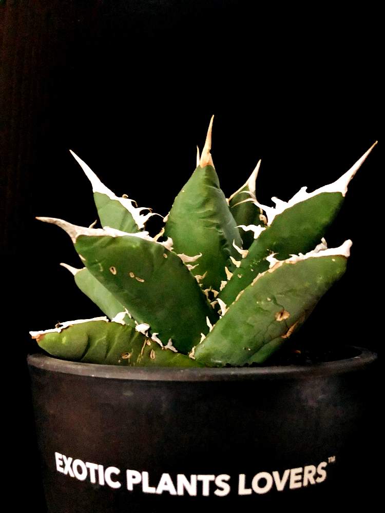 バルコニー/ベランダの画像 by good_guyさん | バルコニー/ベランダとAGAVE titanotaと多肉植物とEuphorbiaとcactusとオトンナ属とtylecodonとサルコカウロン属とフィランサス ミラビリスとユーベルマニア ペクチニフェラとCerariaとCaudexと多肉女子と塊根植物と珍奇植物とPachypodiumとaloeとagaveとOperculicaryaとGREEN UP!とCopiapoaと亀甲竜。