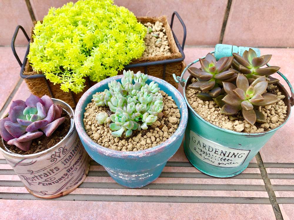 小さな庭の画像 by はるさくさん | 小さな庭と多肉植物とリメ缶と多肉大好きと今日の一枚とリメ鉢と可愛い多肉ちゃん❤︎と誕生日プレゼントと多肉女子とタニラー