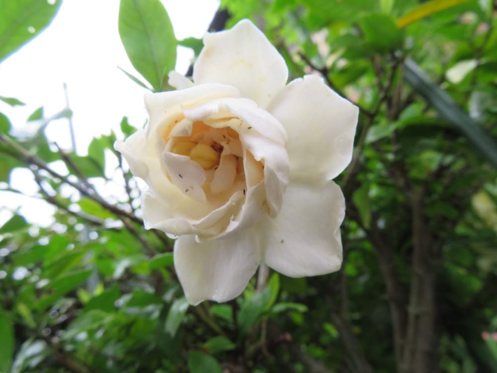 小さな庭の画像 by ゆーちゃんさん | 小さな庭とクチナシの花と千葉県とお庭の植物とクチナシ♡と頑張れ北海道‼と花のある暮らし