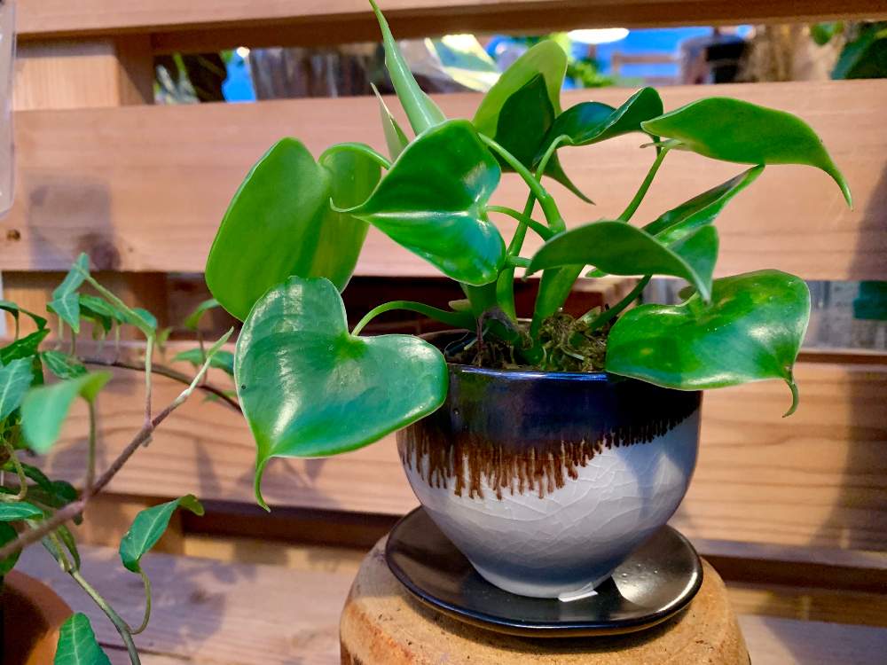 インテリアの画像 by Flower Villageさん | インテリアとインドアグリーンと観葉植物とグラジエラとボタニカルライフとアートと鷺沼とベランダガーデンと植中毒とフラワービレッジとフィロデンドロン属と観葉植物のある暮らしと神奈川県と花のある暮らしとflowervillageと川崎市内と熱帯植物と葉っぱアートとフィロデンドロン グラジエラとインテリアグリーンとインドアガーデン