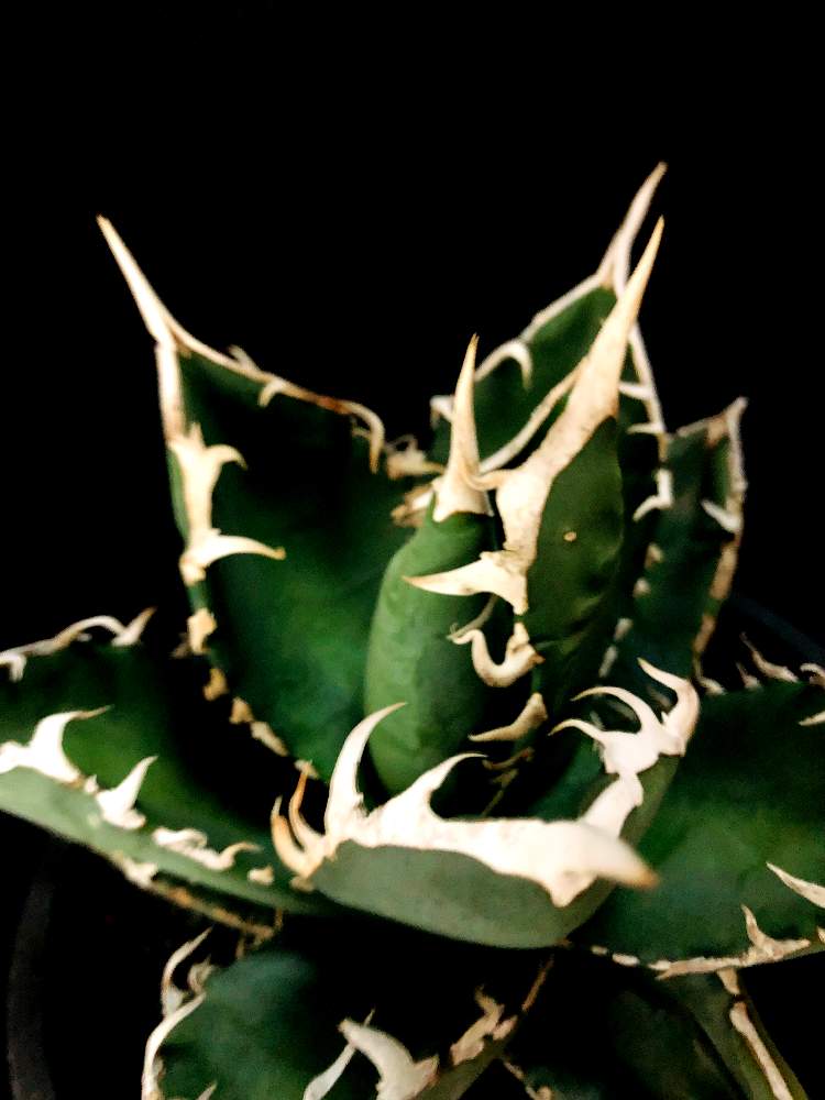 バルコニー/ベランダの画像 by good_guyさん | バルコニー/ベランダとAGAVE titanotaと多肉植物とEuphorbiaとcactusとオトンナ属とtylecodonとサルコカウロン属とフィランサス ミラビリスとユーベルマニア ペクチニフェラとCerariaとCaudexと多肉女子と塊根植物と珍奇植物とPachypodiumとaloeとagaveとOperculicaryaとGREEN UP!とCopiapoaと亀甲竜。