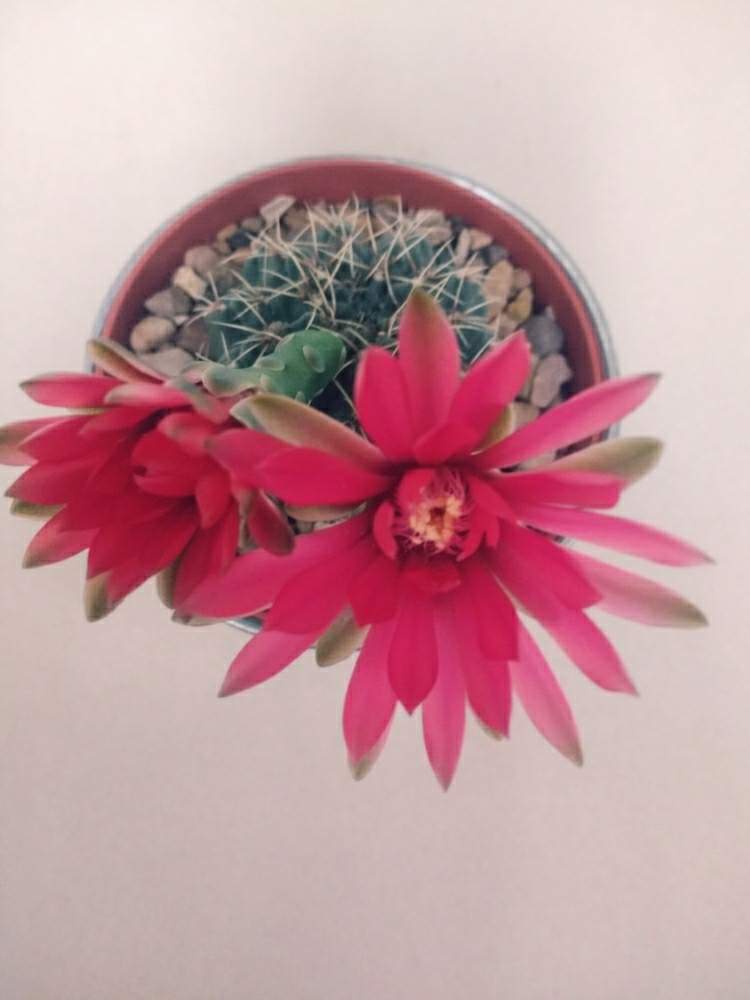 キッチンの画像 by 植物博士さん | キッチンとサボテン科とサボテンの花と花のある暮らし