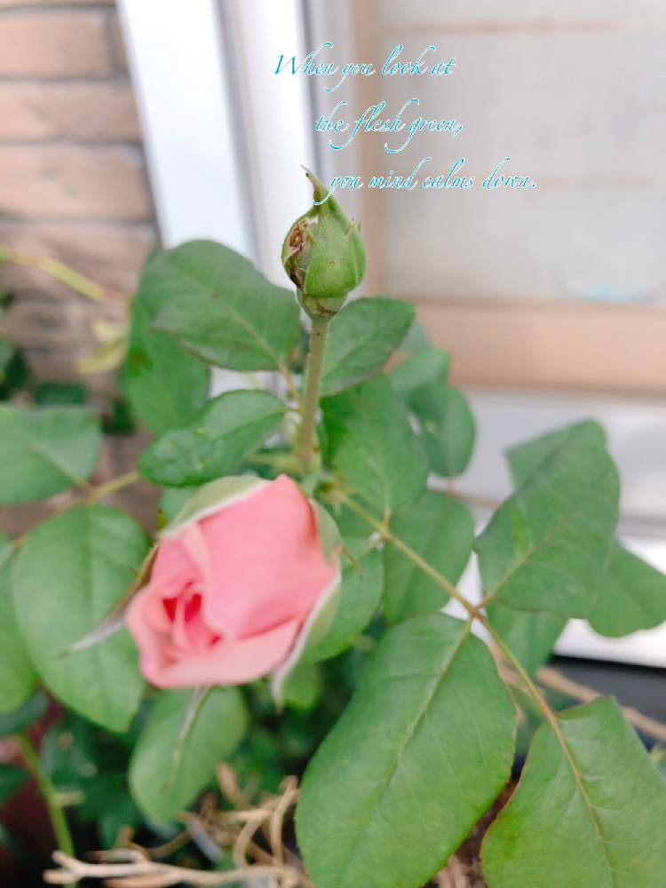小さな庭の画像 by オリーブママちゃんさん | 小さな庭とばら バラ 薔薇と癒しを求めてとオリーブママちゃんの観察日記と日常生活は楽しいわ♡とほっこり♡とGS映えと雨にも負けずと小さな庭の植物とハーブのある暮らしとバラ♡ヘリテージ♡と花のある暮らしとGS皆様ありがとうとバラ ヘリテージと宿根草のある庭の1枚とおはようございます❣️と小さな宿根草の庭のその後の姿と楽しい時間と庭の宿根草