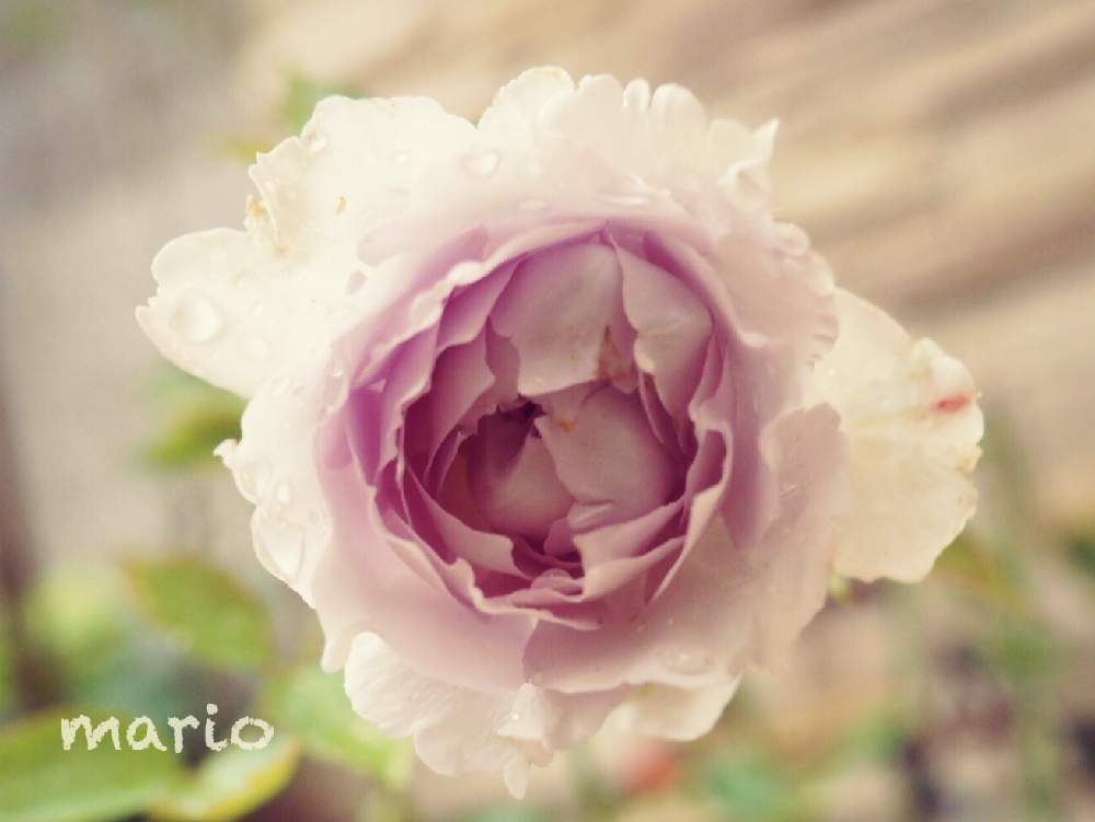 小さな庭の画像 by marioさん | 小さな庭とばら バラ 薔薇とバラはポツポツと美しすぎる❤と花のある暮らしともぞか〜と大好き!とバラ・ルシファー