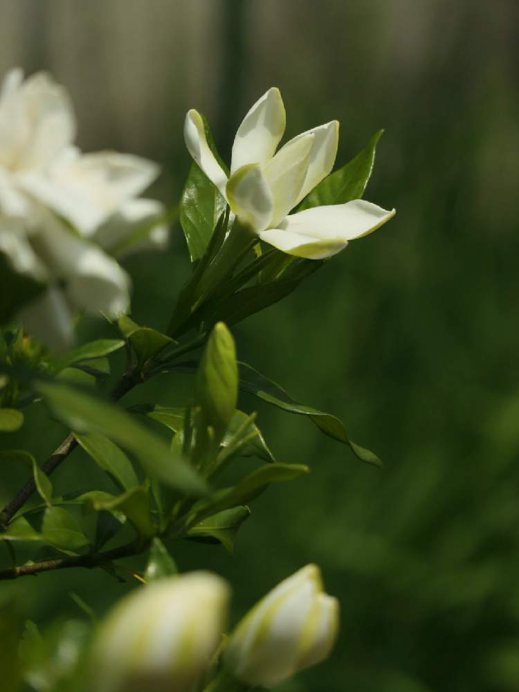 広い庭の画像 by kumagusuさん | 広い庭といいかおり(╹◡╹)とクチナシの花♡とno green no lifeと実家の庭とクチナシ♡と花のある暮らしとかおりのある花