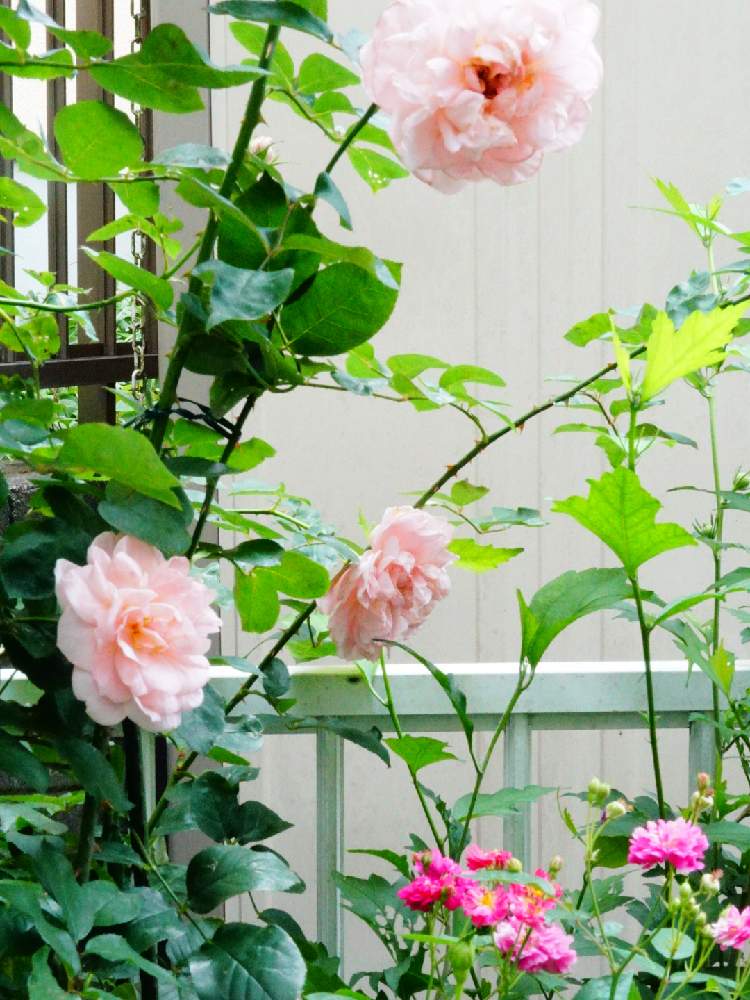 小さな庭の画像 by 上ちゃんさん | 小さな庭とダムドゥシュノンソーと薔薇♪と花のある暮らしと富山支部とロザリアン2年目とスイートチャリオット