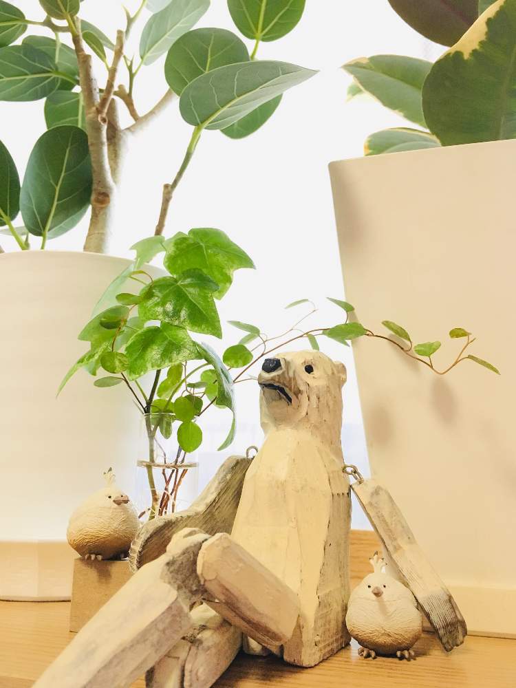 部屋の画像 by モモさん | 部屋と観葉植物と斑入りワイヤープランツ。と斑入りヘデラとフィカス属と ゴムの木