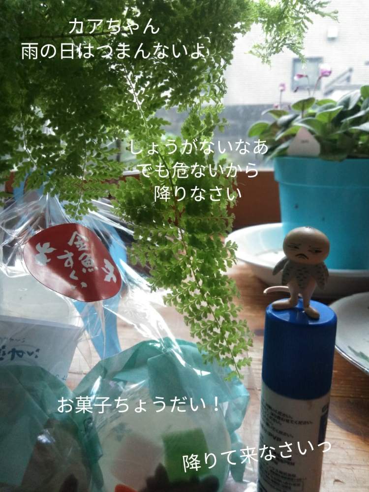 部屋の画像 by きゅうちゃんさん | 部屋とネフロレピス属と観葉植物と素敵便とヒグチユウコフィギュアと普及シダを愛でる会とそばちょこファンとツチグリ研究所とツチグリ坊や