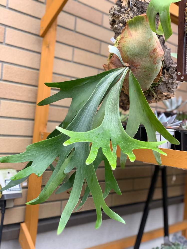 の画像 by かおりさん | ビカクシダと コウモリラン とカッコいいと男前植物とグリーンのある暮らしと大満足と万田酵素とお気に入りと ビカクシダとビカクパトと葉っぱのある暮らしとGS映えと植中毒と板付けとジャングル化計画といやされるとビカクシダ属とROGAN( ⚯̫ )とうどん県人会