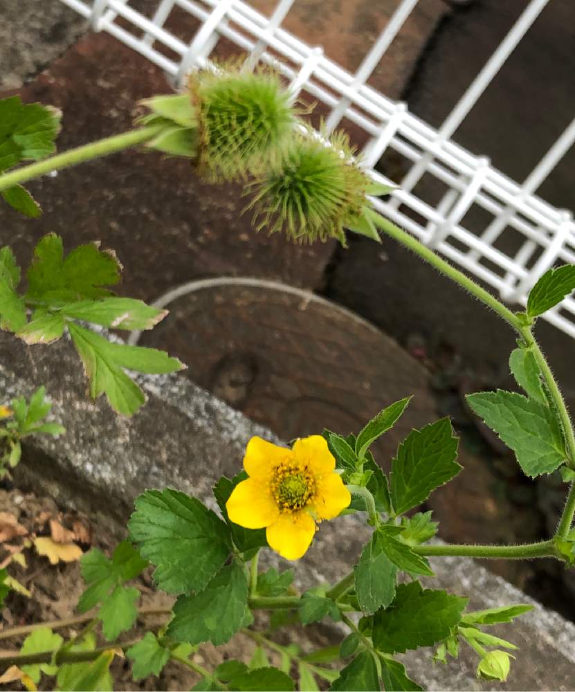 お出かけ先の画像 by HEATHさん | お出かけ先とケキツネノボタンと黄色い花と野草とキンポウゲ科と多年草と毒草