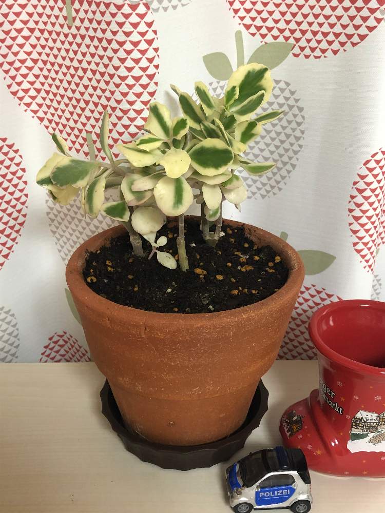 の画像 by ぎょうざさん | 金のなる木と斑入りカネノナルキと多肉植物とタニク初心者
