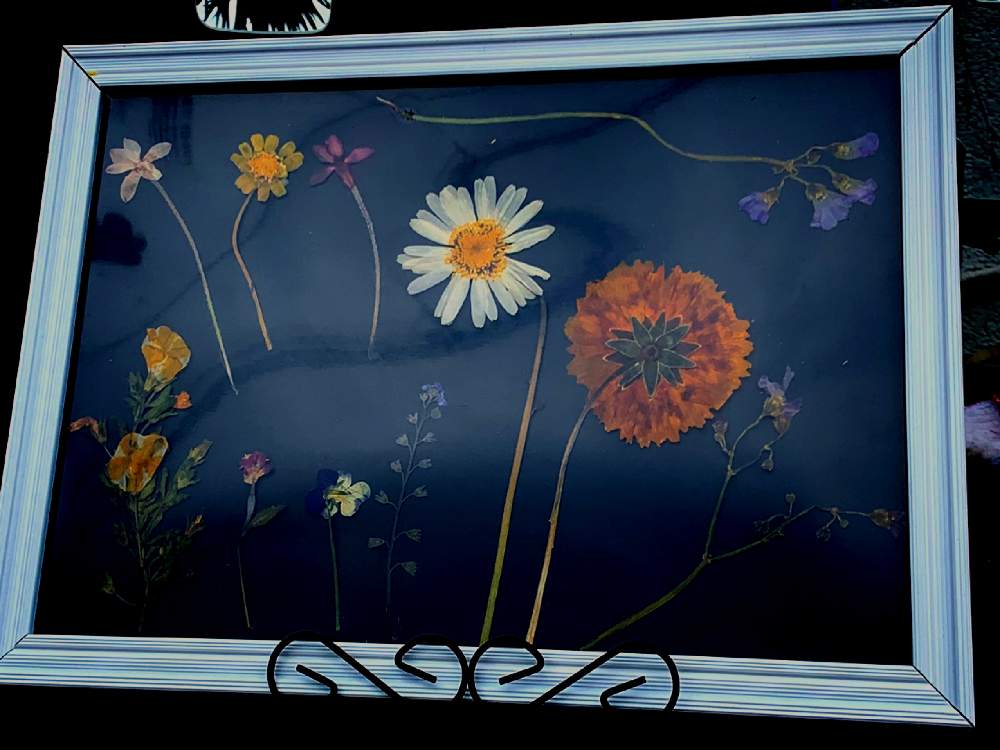窓辺の画像 by barbossa バルボッサさん | 窓辺と押し花*とスマホ撮影とお誘いと梅雨と花のある暮らしと押し花