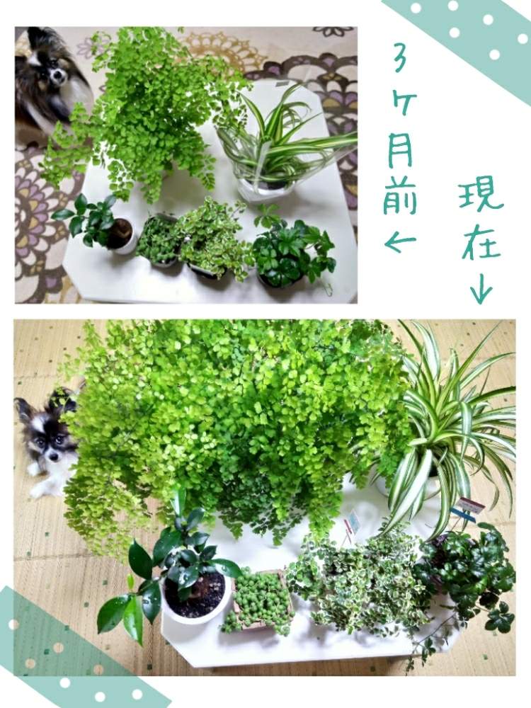 部屋の画像 by Jさん | 部屋とアジアンタムとグリーンネックレスとシュガーバインとオリヅルランとガジュマルとプミラと多肉植物と観葉植物と集合写真と成長記録とパピヨンとビフォーアフター