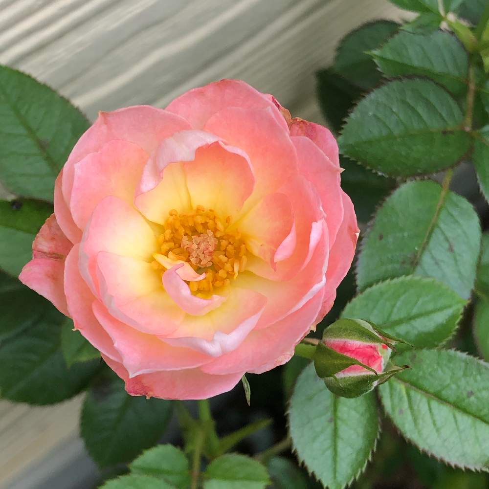 小さな庭の画像 by オグさん | 小さな庭とばら バラ 薔薇と植中毒と薔薇が好き❤と花のある暮らしと2番花とかわいいな♡とバラ・ミニバラ