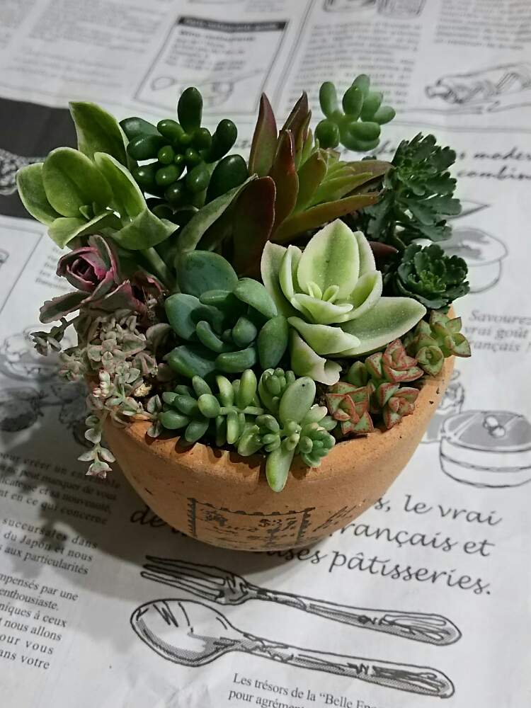 部屋の画像 by さすけくんさん | 部屋とセダム属と多肉植物と 虹の玉と リトルミッシーとカット苗とクラッスラ属と寄せ植えとミセバヤさんとコーカサスキリンソウ トリカラー。とベビーサンローズ❤︎