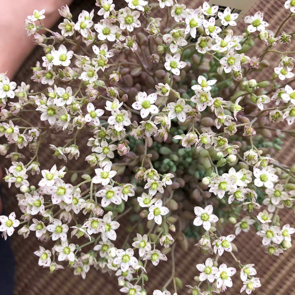 窓辺の画像 by ロージーさん | 窓辺とパープルヘイズとセダム属と多肉植物と多肉の花とタニパトと多肉女子