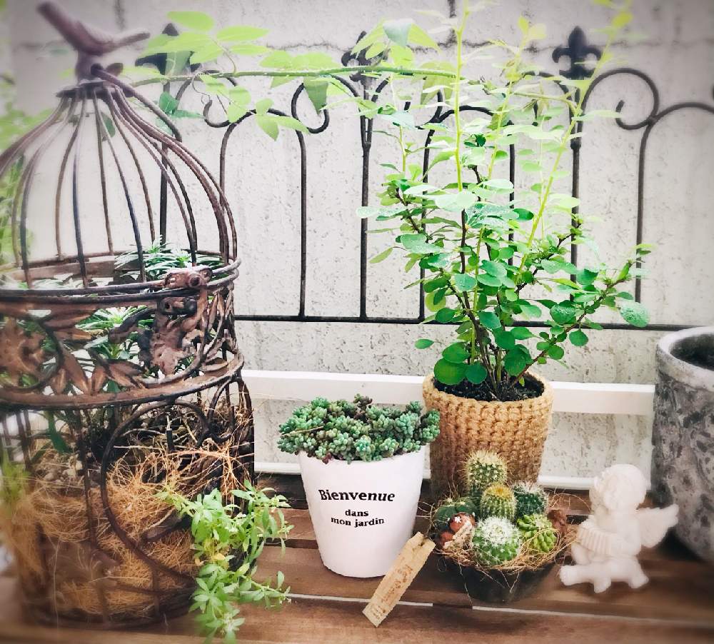 バルコニー/ベランダの画像 by ✿ natu. ✿さん | バルコニー/ベランダとmy garden♬とお疲れ様です♡と長梅雨とありがとう❣️と癒しの場所と花のある暮らしとひとりごととkeep smiling❣️と元気♬とnatural ♬と癒し時間♬