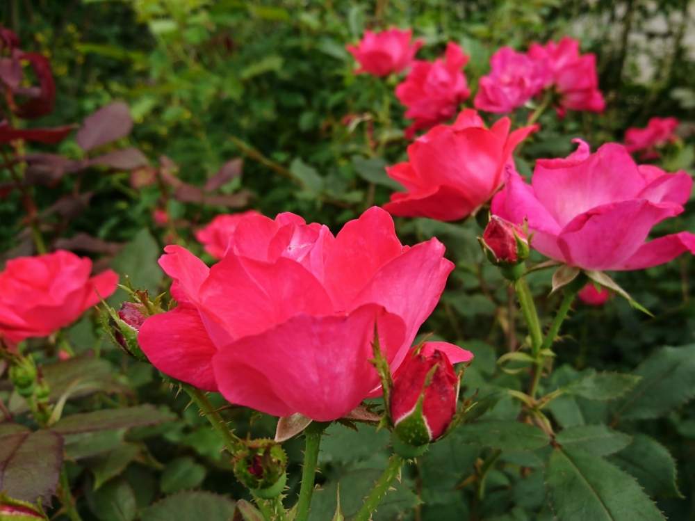 広い庭の画像 by SAkUTOMOさん | 広い庭と薔薇ノックアウトと手作りの庭と花木と植中毒とバラ・ミニバラとMyコレ / 薔薇と地植え