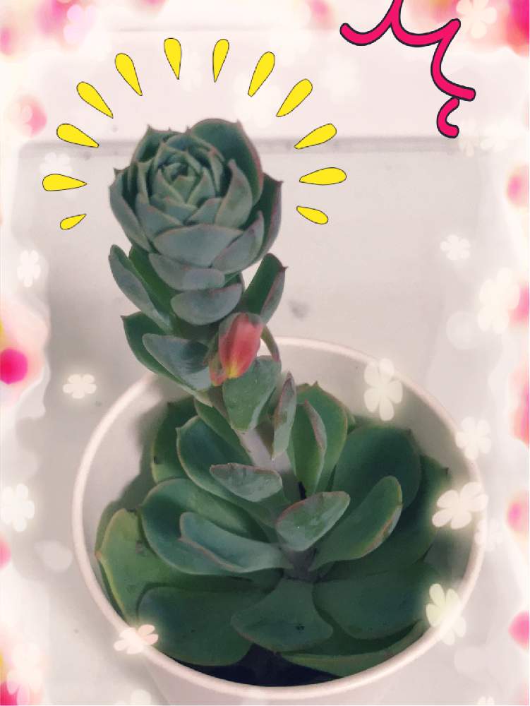 小さな庭の画像 by ⋆*❁yamamin❁⋆*さん | 小さな庭と七福神とどうした?と多肉だいすきと多肉女子と徒長とまだまだ初心者とかわいいな♡と日照不足とわが家の多肉さんたち❢