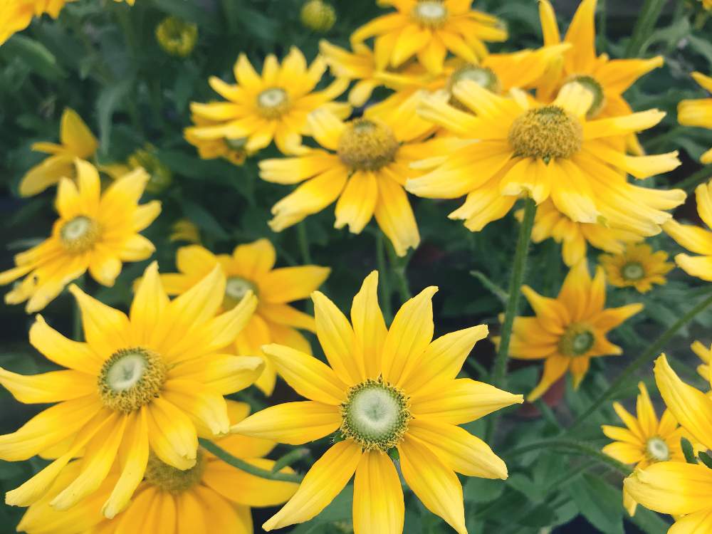 の画像 by じゅん♪さん | ルドベキアと花のある暮らしと花さんぽと花パトロール