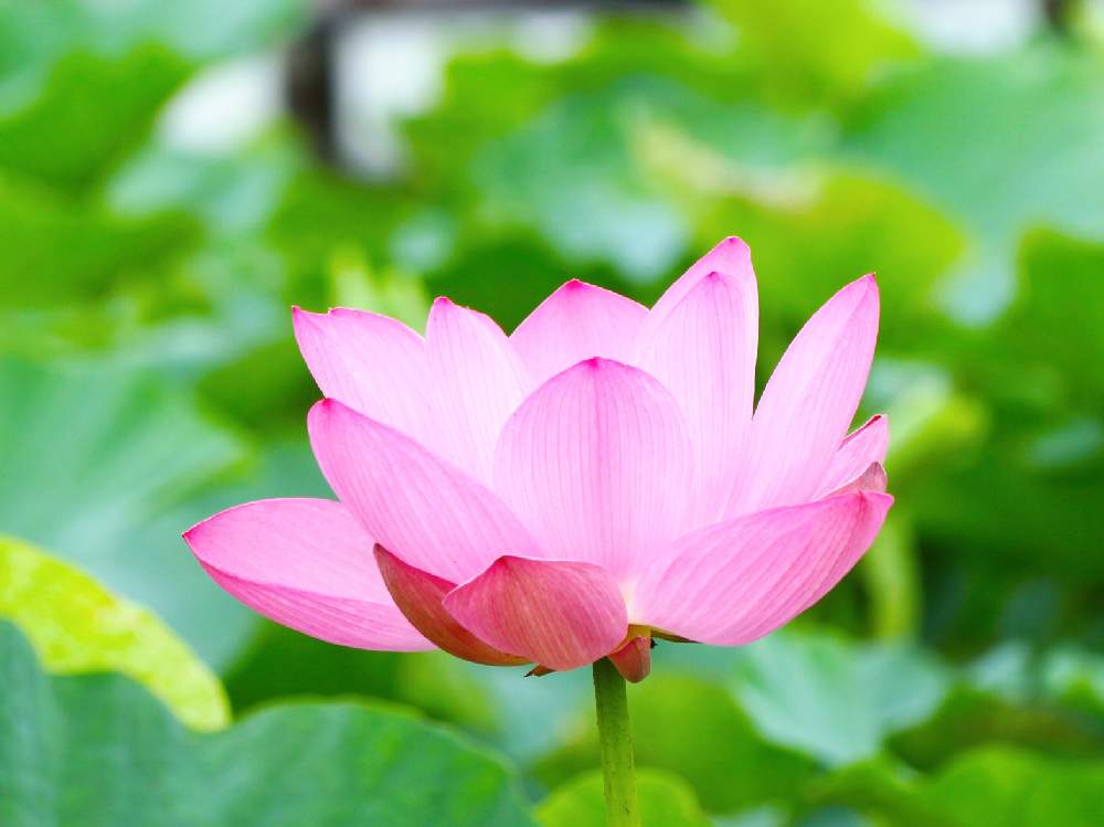 お出かけ先の画像 by aliceさん | お出かけ先とハスとHTCとみどりのある暮らしとピンクの花と伊佐沼と令和✨四季のみちとGSミニモニ。 NO34とGSのみなさんに感謝♡とGSミニモニ。と梅雨と植中毒と癒されると癒しのピンクと信楽狸倶楽部と花のある暮らしと9月生まれ♡とかわいいとHTC NO.254