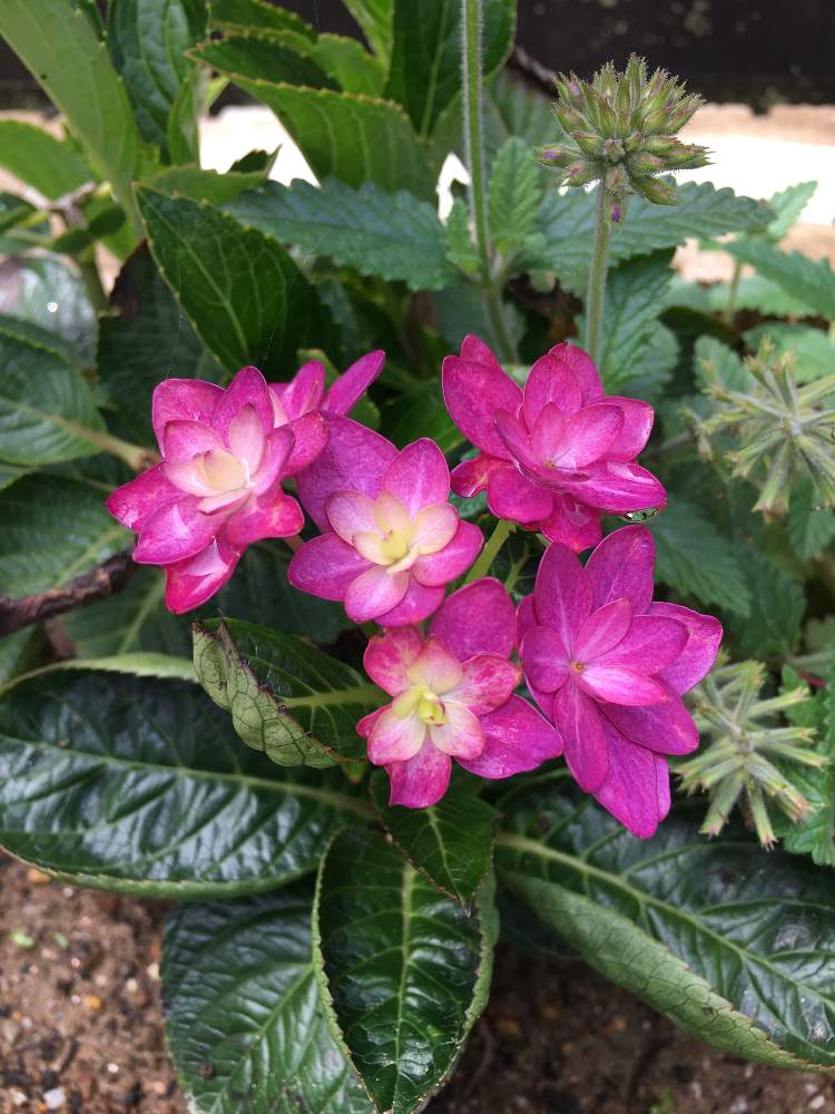 小さな庭の画像 by かなさん | 小さな庭と紫陽花と家庭菜園と観葉植物と花のある暮らしと綺麗なミドリ